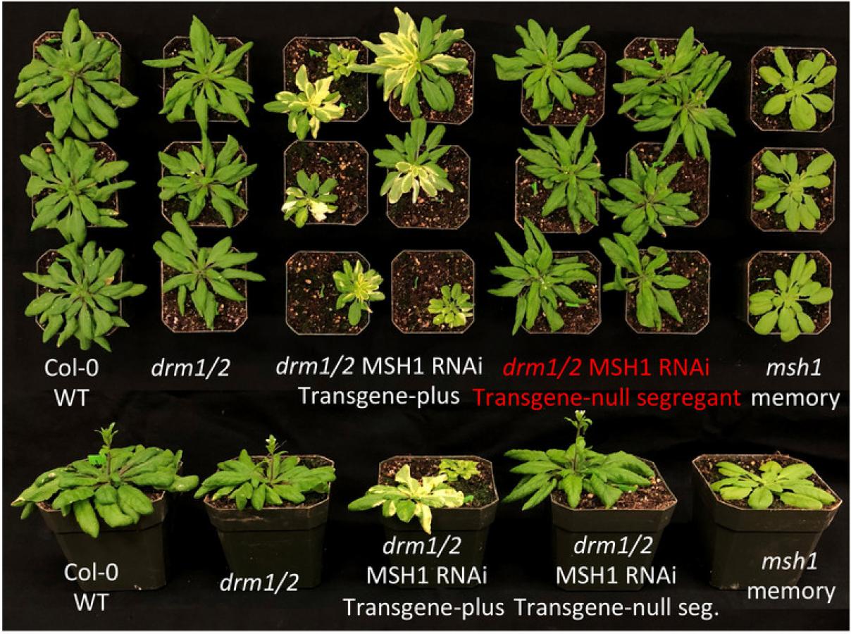 Plants pass on 'memory' of stress to some progeny, making them more
